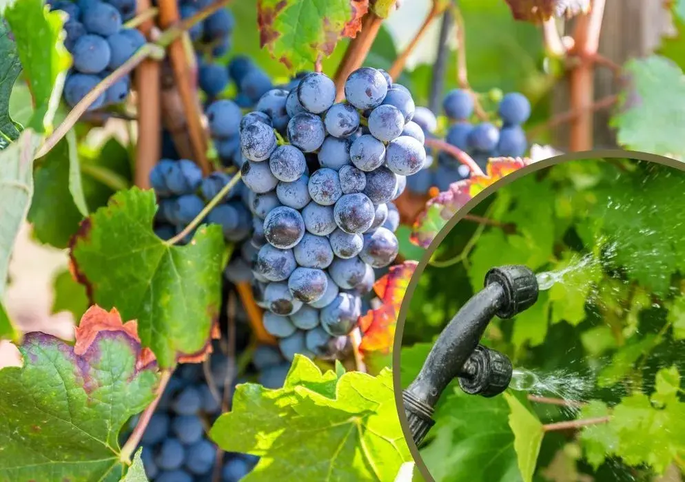 Skuteczne opryskiwanie winogron: naturalne i chemiczne środki ochrony roślin