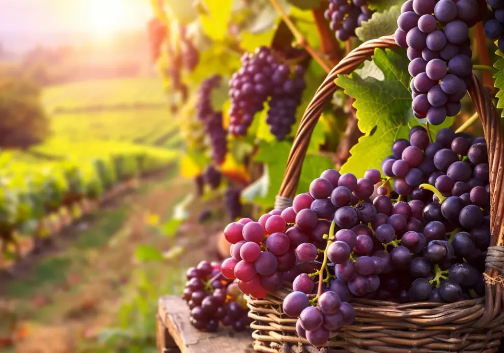 Zbiory winogron - kiedy i jak je przeprowadzić? Poradnik dla plantatorów