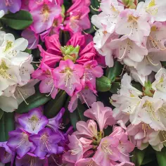 Rododendron karłowy - najpiękniejsze odmiany małych rododendronów