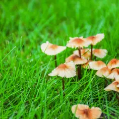 Grzyby w ogrodzie: skuteczne sposoby na pozbycie się niepożądanych grzybów