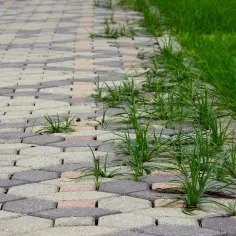 Zdjęcia i porady: Jak identyfikować chwasty na trawniku