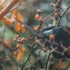 Jak ratować usychający berberys? Skuteczne porady dla ogrodników