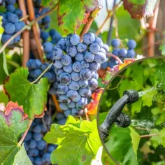 Skuteczne opryskiwanie winogron: naturalne i chemiczne środki ochrony roślin