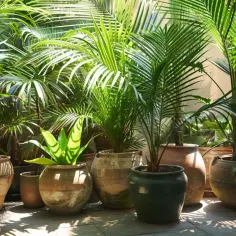 Rodzaje palm doniczkowych - które najlepiej rosną w domu?