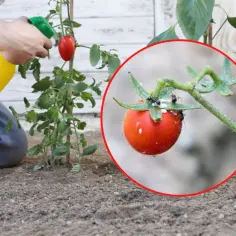 Jak często opryskiwać pomidory miedzianem: skuteczny plan zabiegów 2025
