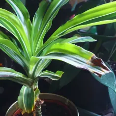 Co robić, gdy dracena jest przelana? Ratowanie rośliny
