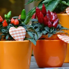 Sekrety uprawy papryczki chili w domu - obfite i pikantne plony