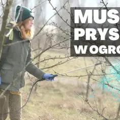 Jak opryskiwać wysokie drzewa skutecznie i bezpiecznie: praktyczny poradnik