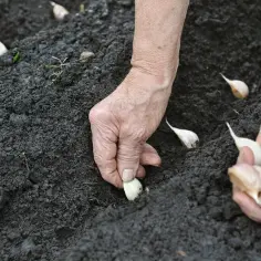 Wybierz najlepszą odmianę czosnku stosowanego do uprawy