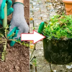Skuteczne pozbycie się nasion chwastów z kompostu - sprawdzone metody