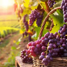 Zbiory winogron - kiedy i jak je przeprowadzić? Poradnik dla plantatorów