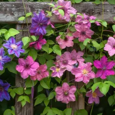 Clematis - jak sadzić i pielęgnować, by pięknie kwitły w ogrodzie?