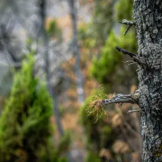 Choroby cyprysa: Objawy, leczenie i skuteczna profilaktyka