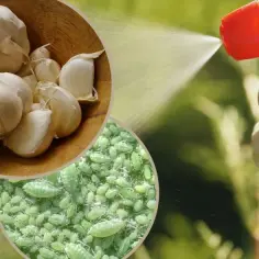 Skuteczne sposoby czym opryskiwać czosnek - naturalna ochrona przed szkodnikami