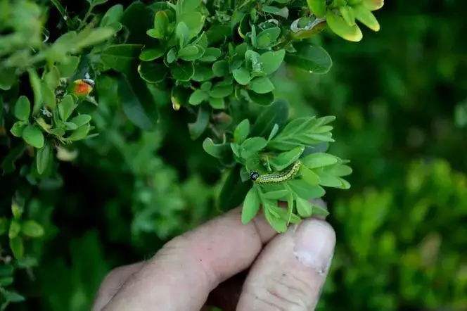 Zdjęcie Skuteczne sposoby na opryskiwanie bukszpanu: naturalne i chemiczne metody