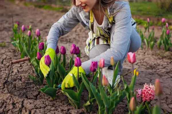 Jak dbać o tulipany w ogrodzie: 10 skutecznych porad pielęgnacji